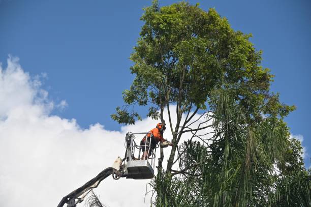 Best Tree Trimming and Pruning  in Apopka, FL