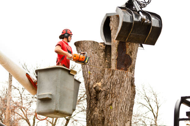 Best Tree Cabling and Bracing  in Apopka, FL